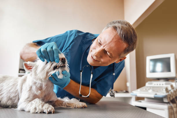 Best Broken or Cracked Tooth Emergency Dentist in Guernsey, WY